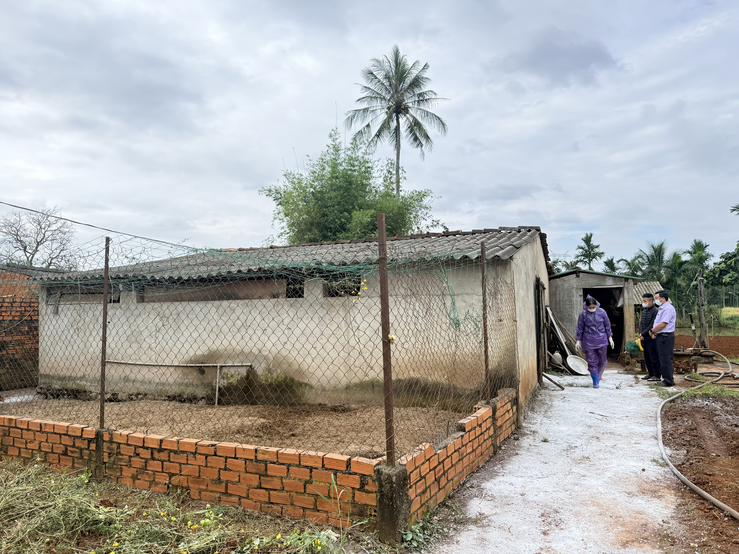 Dịch tả lợn châu Phi khiến 33 hộ chăn nuôi bị ảnh hưởng, làm 193 con lợn mắc bệnh và chết, buộc phải tiêu hủy